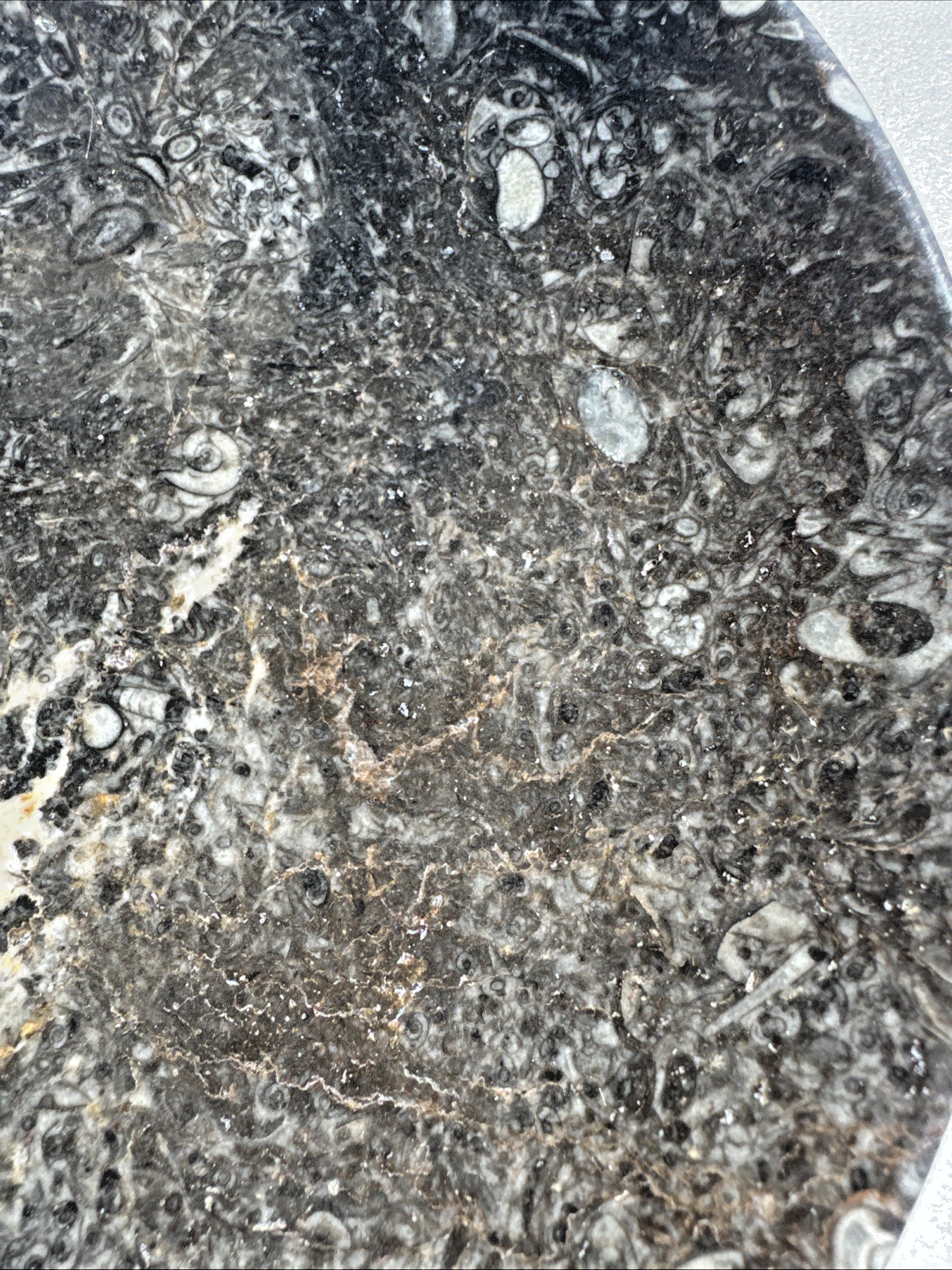 Vintage Large Ammonite Fossil Bowl, Unmarked, Nice Detailing