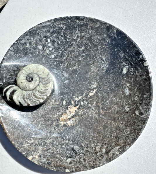 Vintage Large Ammonite Fossil Bowl, Unmarked, Nice Detailing