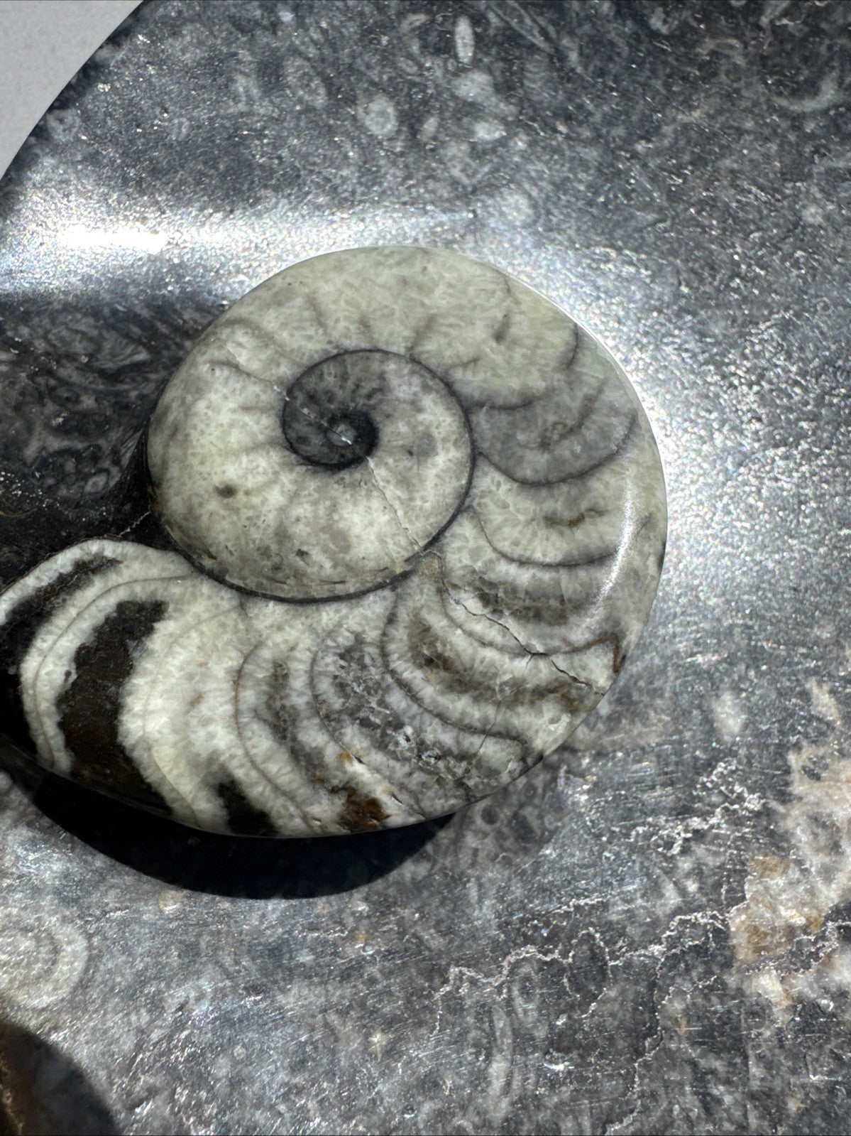 Vintage Large Ammonite Fossil Bowl, Unmarked, Nice Detailing